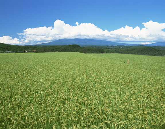 厳選した産地・品種玄米